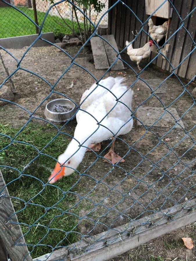 Ferienwohnung Gans Auguste Dohna Exteriör bild